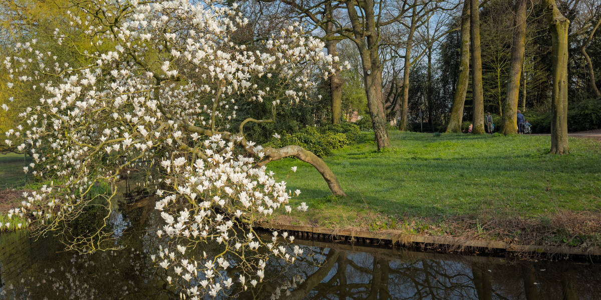Link naar foto in Flickr: boom met bloesem hangt over het water in Park Oog in Al.