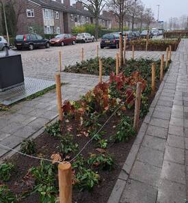 In de plantvakken voor de huizen staan planten en bomen