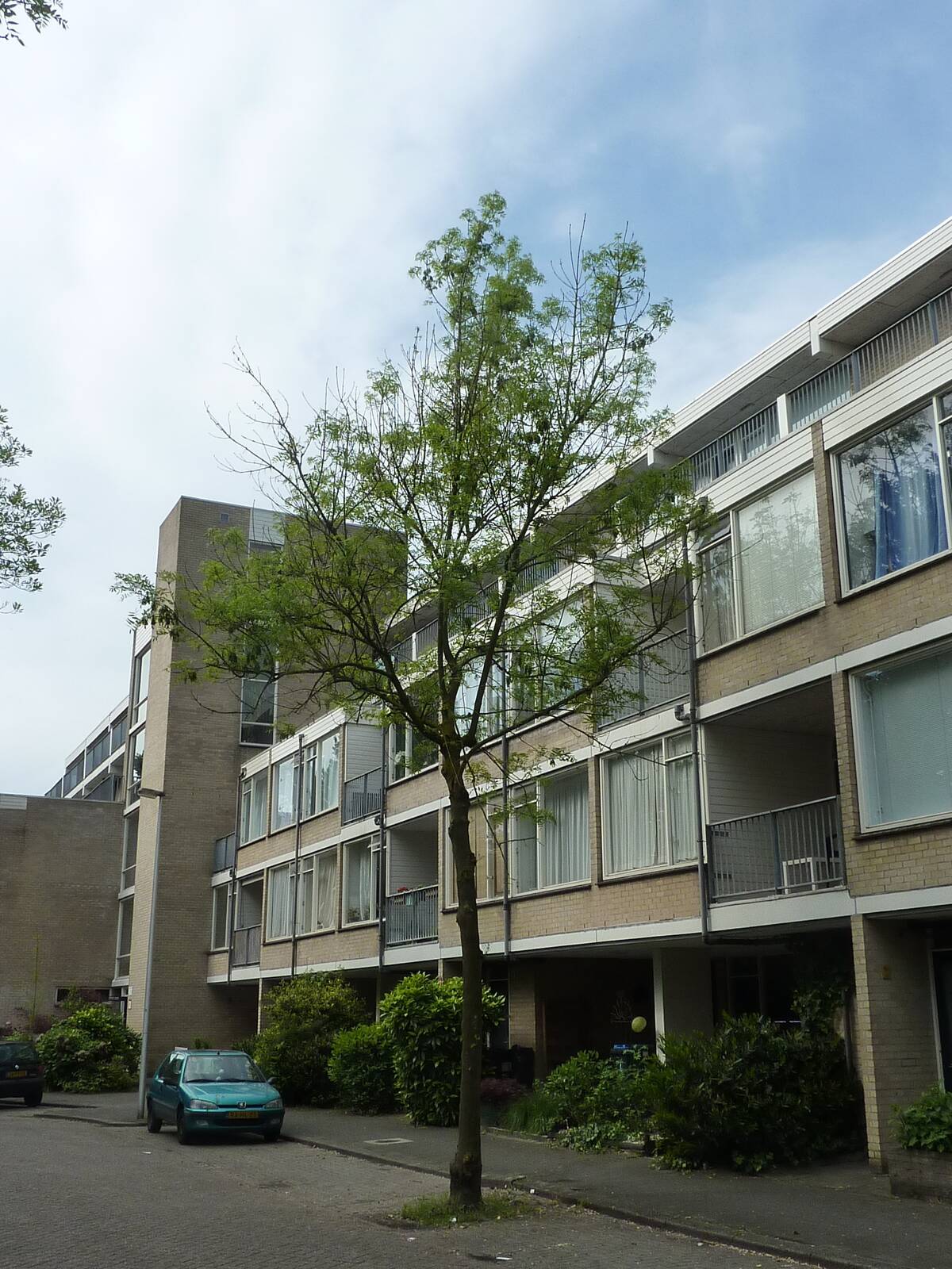 Een kale en dorre boom met maar een paar groene blaadjes.