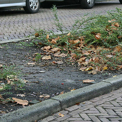 vergroot de 5e foto, strook met struikjes, helft van de grond is kaal.