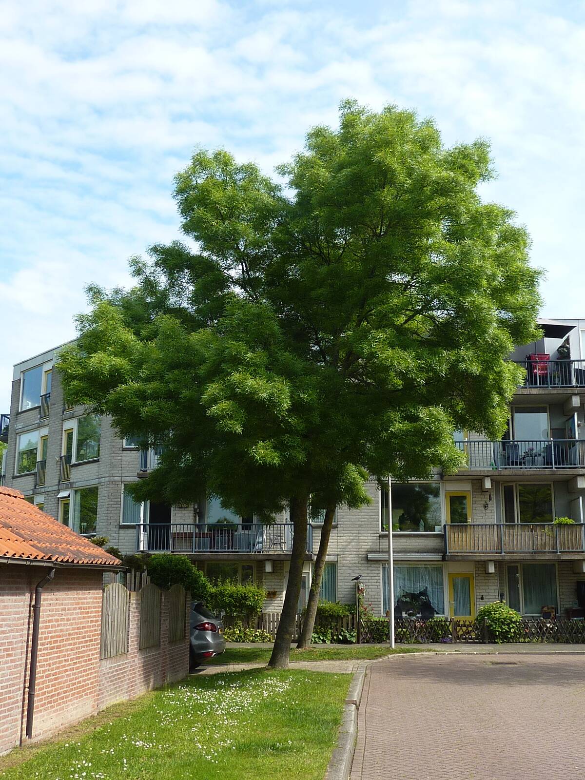 Een groene boom vol met bladeren.