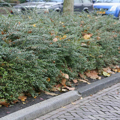 vergroot de 1e foto, strook met struikjes op beste onderhoudsniveau, dichte begroeiing. 