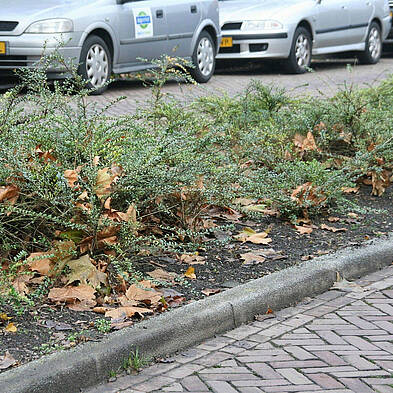 vergroot de 2e foto, strook met struikjes, met grond zichtbaar aan de randen