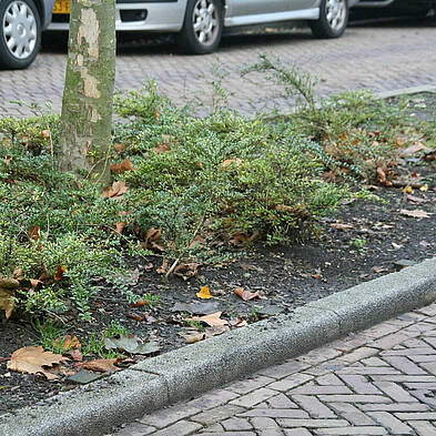 vergroot de 3e (middelste) foto, strook met struikjes, met paar kale plekken