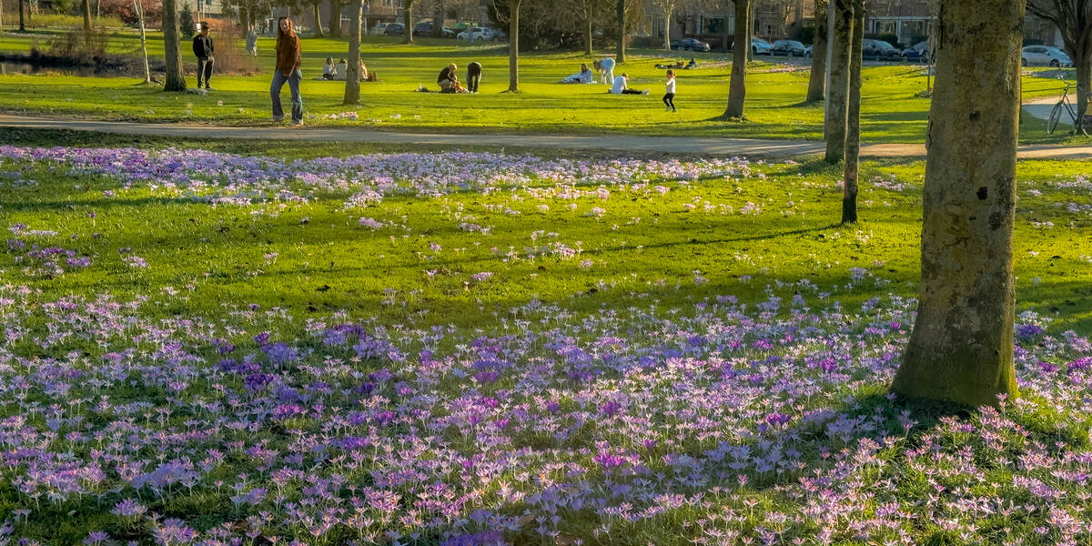 Link naar foto in Flickr: bloemetjes op het gras in Park Oog in Al.