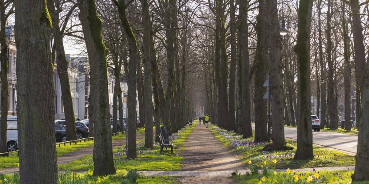 Link naar foto in Flickr: zicht op de Maliebaan. Op de voorgrond narcissen, in de verte een tussen de bomenrij, een hardloper.